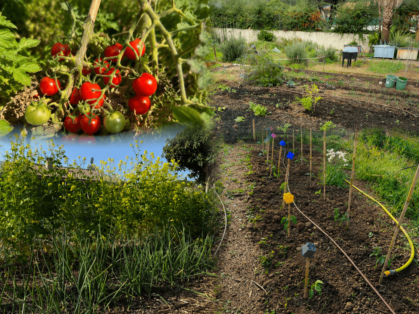 A collage of the garden: ripe cherry tomatoes, onion beds with yellow flowers, and rows of young plants with a yellow hose.